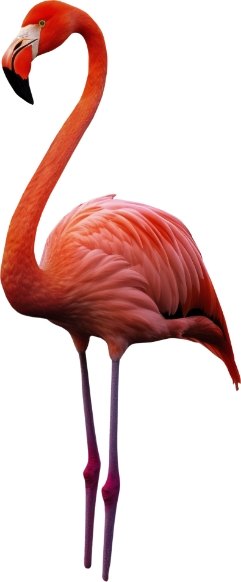 flamingo
